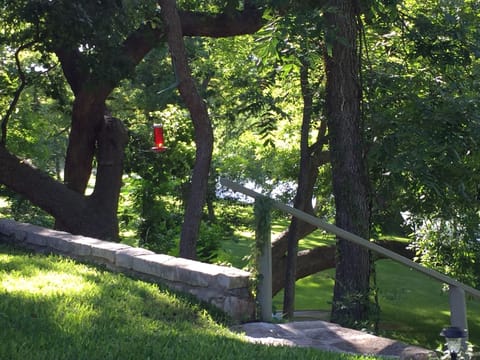 Hummingbirds and many different bird species.