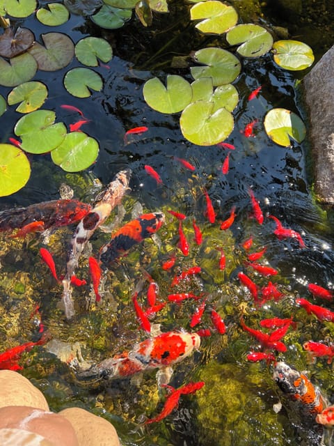 Koi Fish Pond 