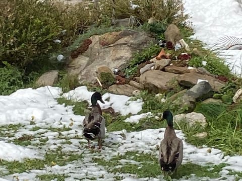 Ferienwohnungen Trattnig - Apartment with balcony Apartment in Carinthia, Austria