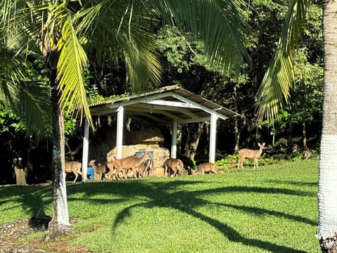 Deer eating