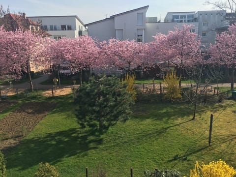 Blick aus dem Badezimmerfenster. Leider nur im Frühling zu sehen.