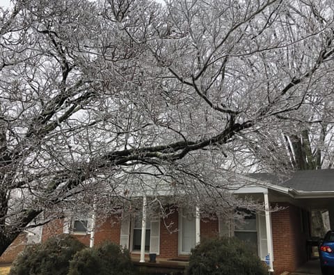 The dogwood tree is beautiful in all seasons.