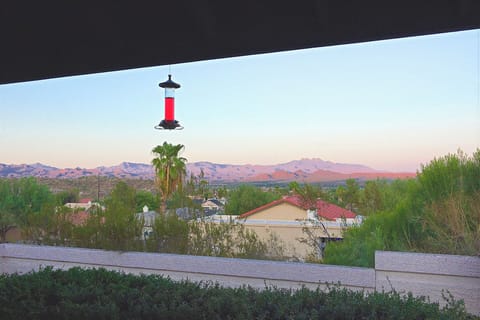 Feeding the humming birds