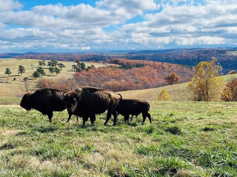 Wilderness Rider Buffalo Ranch