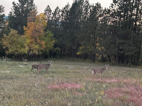 B75A970B-C3B7-4BED-B208-A6999096B3D5_1_105_c