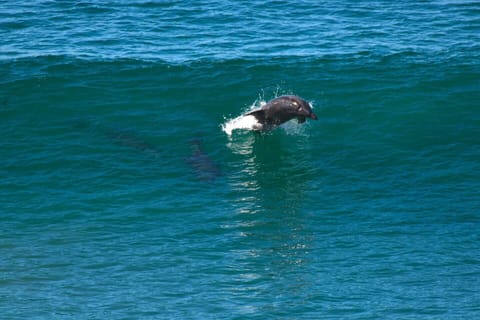 Dolphins are smarter than humans...they play more. Photo taken by guest.