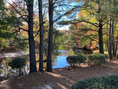 The pond in the backyard