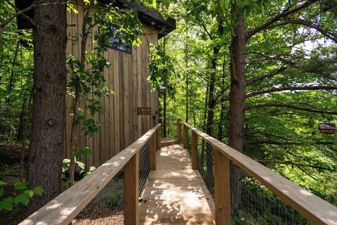 Welcome to The Morel!