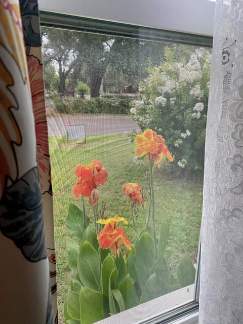 Cannas in bloom (seasonal)