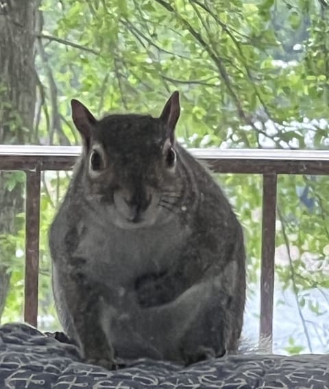 If the bird feeders are filled, you might have squirrels invading your privacy.