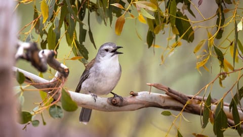 Cloudy Creek Cottage