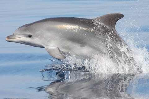 Our guests favorite visitors are the dolphins they see often from the balcony.