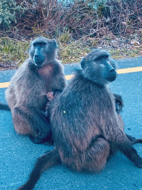 Chakma Baboons - Simonstown
