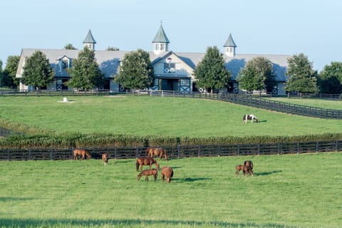 Welcome to Equestrian Elegance in the heart of Triple Crown horse farms