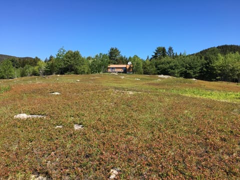 Blueberry field behind cabin