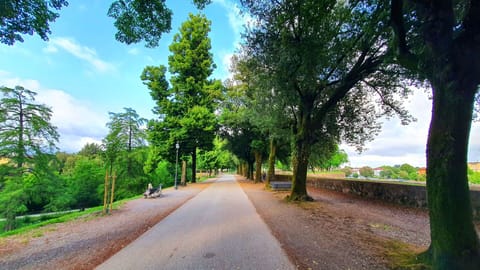 Leaf, Tree, Branch, Nature, Green, Road Surface, Vegetation, Road, Trunk, Sunlight