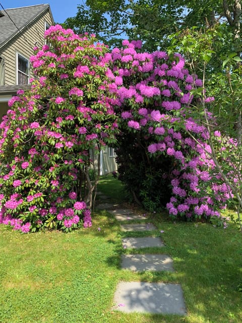 Front yard with rhododendron archway in bloom