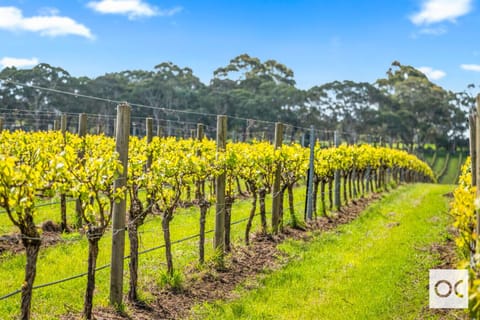 A vineyard with rows of grapevines showing yellowish leaves, supported by wooden posts and wires. The scene is set under a bright blue sky with some clouds, and there are trees in the background, creating a picturesque and serene rural landscape.