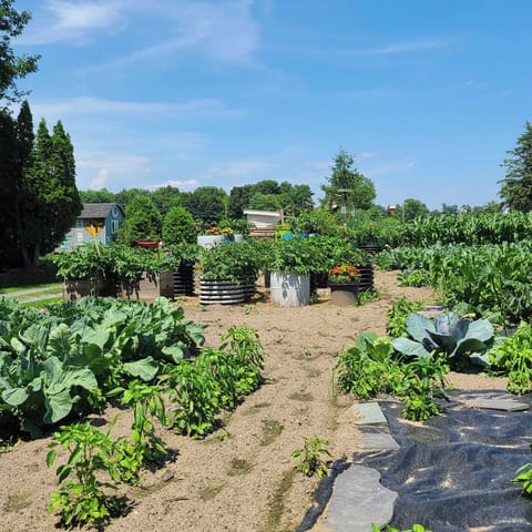 Free veggies while you stay! (seasonal)