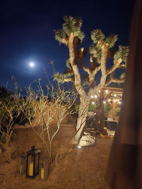 Full moon and Joshua Tree in the backyard.