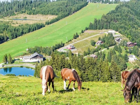 Grassland, Highland, Landscape, Pasture, Rural Area, Plain, Meadow, Hill Station, Horse, Field