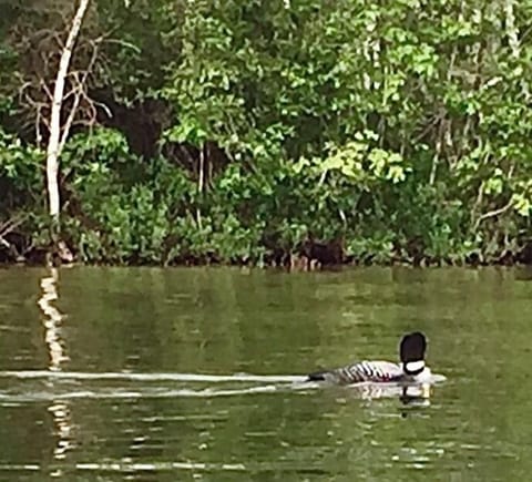 Did you know due to their forward weighted shape, loons can't walk on land?