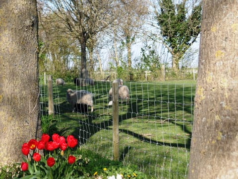 Garden - Camping Hofstede Zonnevliet - Buitenlust