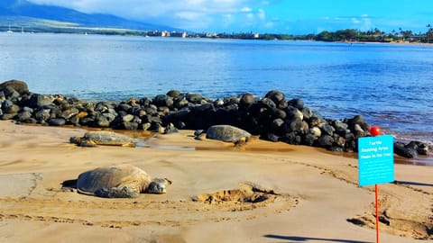 BEACH and turtle just 100 steps away!
