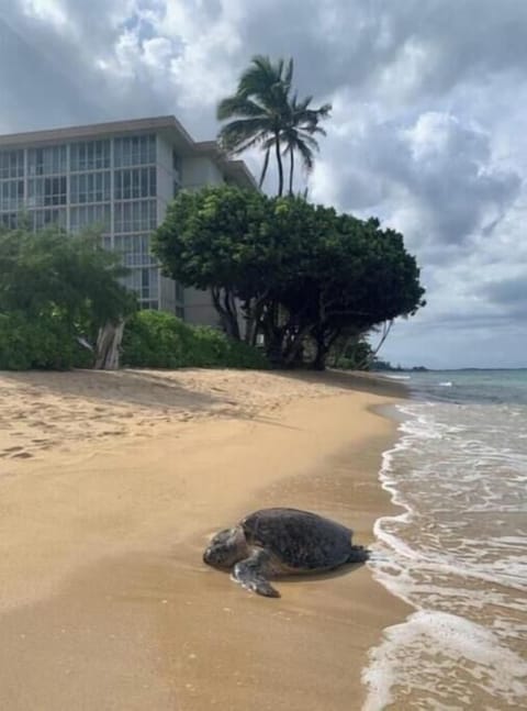 Sea turtles often visit the beach right in front of the building.