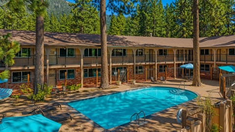 Pool area surrounded by tall pine trees