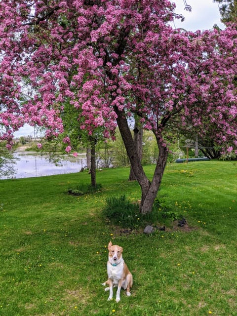 Property boasts a variety of beautiful flowers and trees.