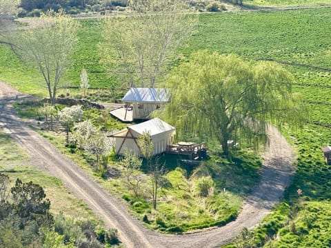 the tents in the orchard