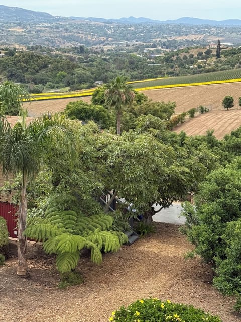 Fully canopied by Avocado Trees and Ferns 