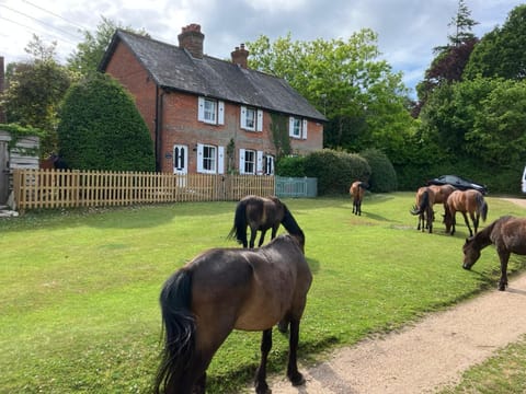 Cottage and New Forest Ponies 