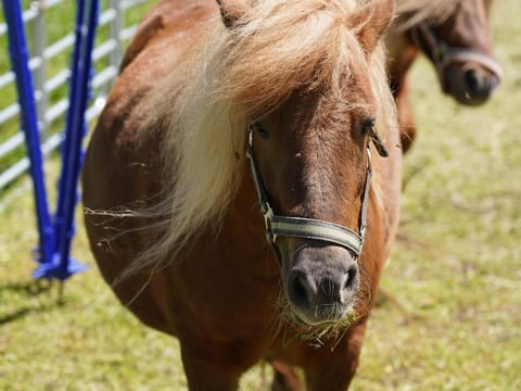 Klinglerhof - GLÜCKSGEFÜHL Farm Stay in Salzburgerland