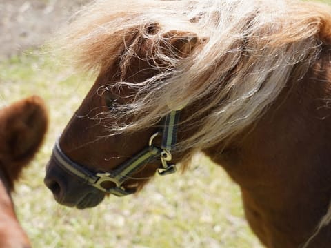 Klinglerhof - GLÜCKSGEFÜHL Farm Stay in Salzburgerland