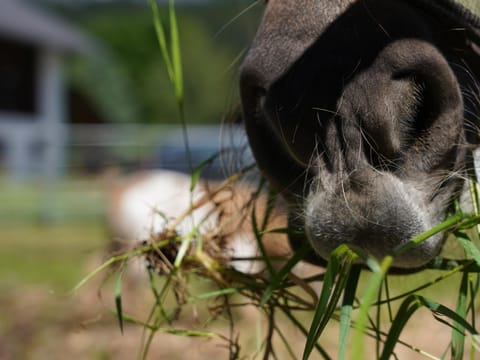 Klinglerhof - GLÜCKSGEFÜHL Farm Stay in Salzburgerland