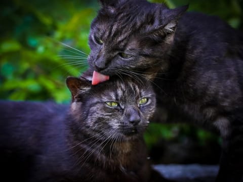 Klinglerhof - GLÜCKSGEFÜHL Farm Stay in Salzburgerland