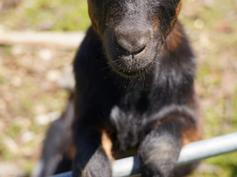 Klinglerhof - GLÜCKSGEFÜHL Farm Stay in Salzburgerland