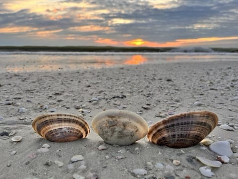Shells... Millions of amazing shells
