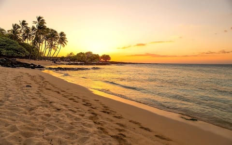 Golden sunset lights up a tranquil tropical beach with gentle waves and swaying palm trees. WCV-306