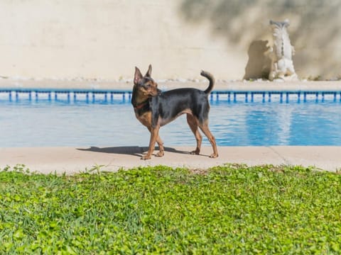 Pet-friendly