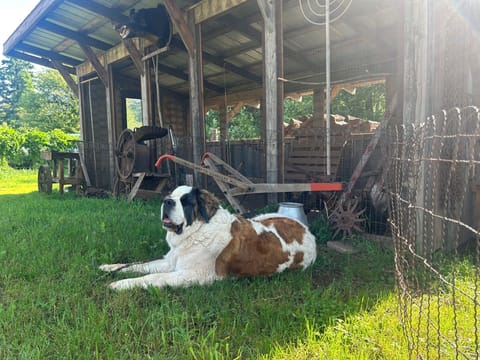 Yupi the Powder Hound Lodge mascot next door