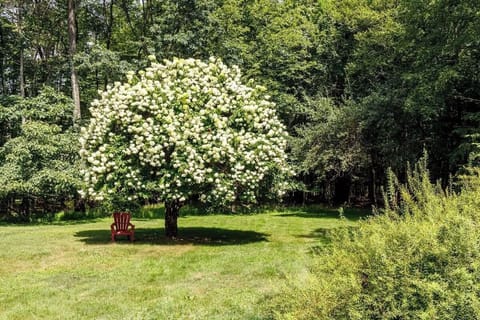Our favorite tree in the neighborhood - especially when it's in full bloom!
