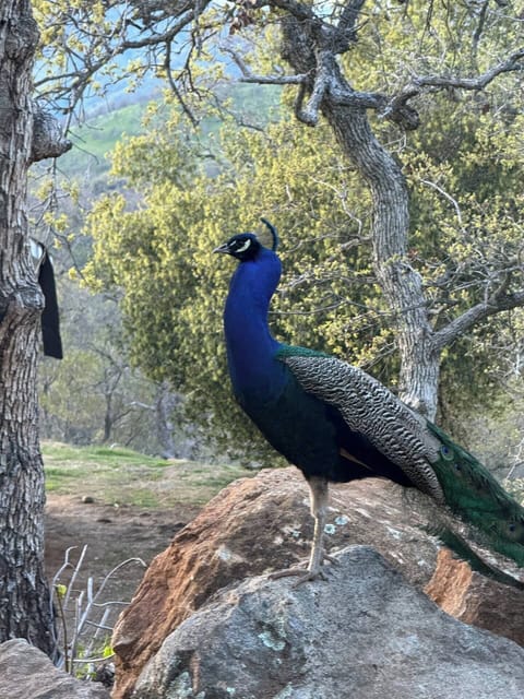 The neighborhood peacock loves to come and visit.