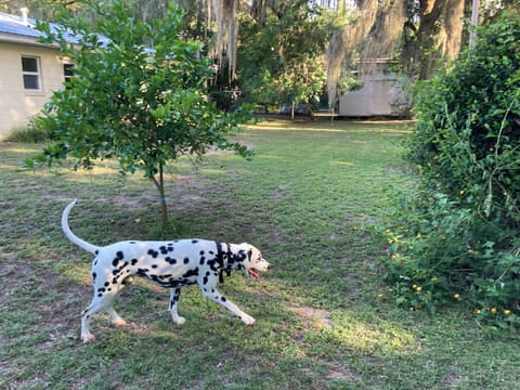 Pet Friendly Back Yard