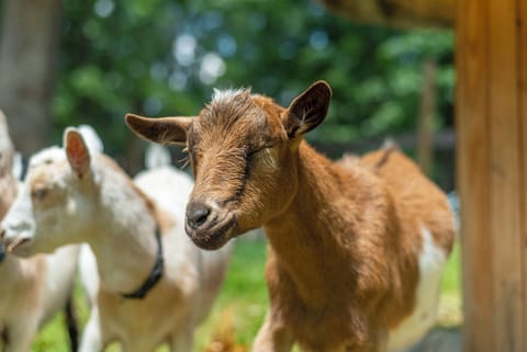 Come pet the friendly goats!