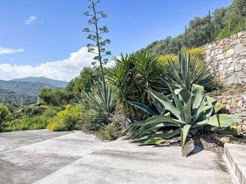 Shrub, Plant Community, Agave, Garden, Landscaping, Succulent Plant, Botanical Garden