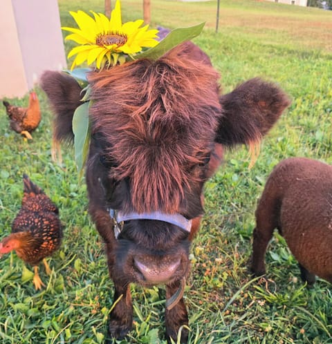 Yes we have mini higland cows