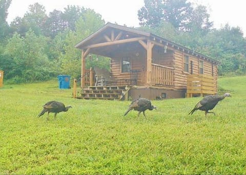 “Nature at your doorstep — Haan Hollow Cabin.”